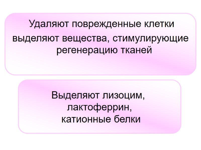 Удаляют поврежденные клетки  выделяют вещества, стимулирующие регенерацию тканей  Выделяют лизоцим,  лактоферрин,